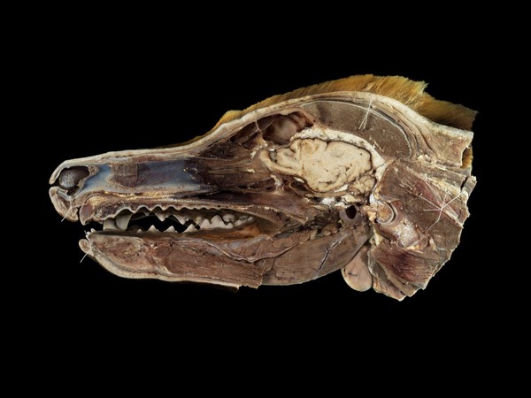 Canine head, dissected to reveal the salivary glands
