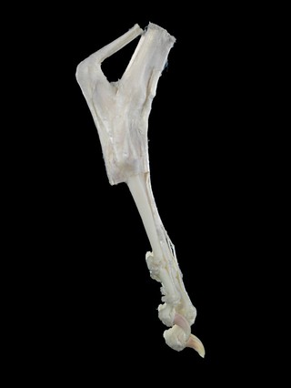 Dissected hind paw (lateral or side view), canine