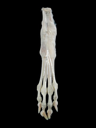 Digital extensors of the hindlimb (dorsal view), canine