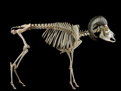 Skeleton (side view), adult goat