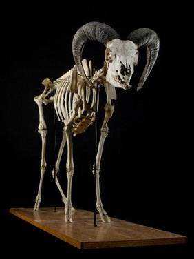 Skeleton, adult goat