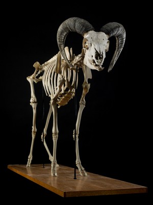 view Skeleton, adult goat