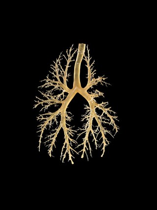 Corrosion cast of a seal's lung