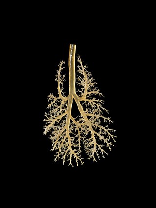 Corrosion cast of an otter's lung