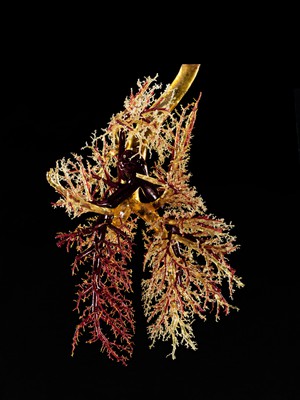 view Corrosion cast of a cow's lung