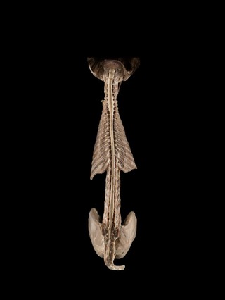 Spinal cord, feline
