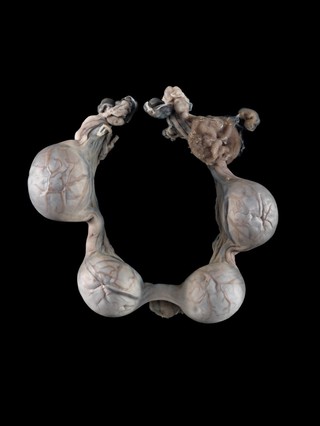 Early pregnant uterus, feline