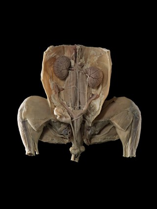 Female urogenital tract, feline