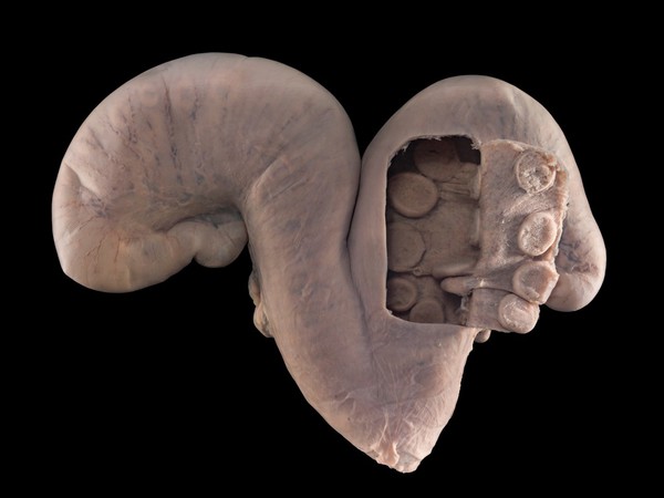 Uterus with caruncles, bovine