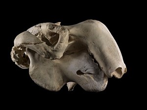 view Skull, dugong