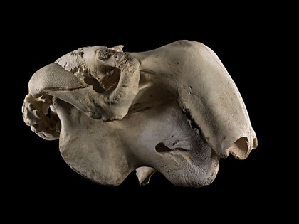 Skull, dugong