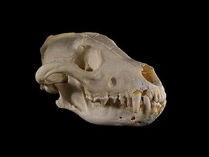 view Greyhound dog skull