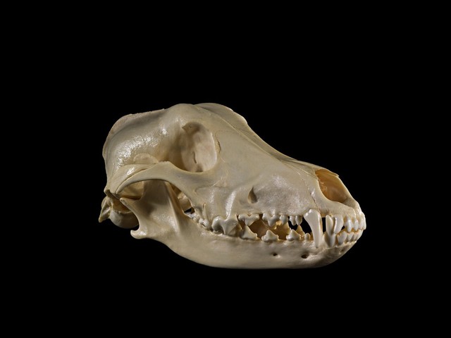 Greyhound dog skull