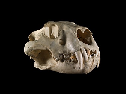 Male lion skull
