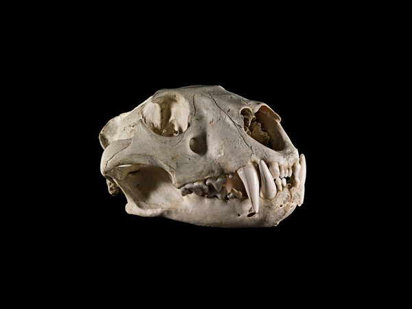 Male lion skull