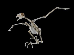 view Complete skeleton of a Harris' hawk (Parabuteo unicinctus)