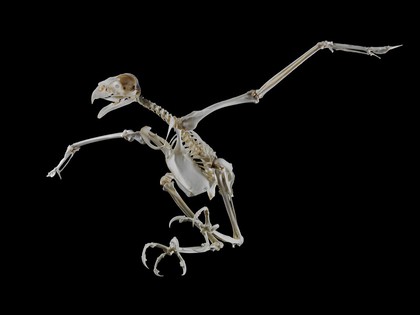 Complete skeleton of a Harris' hawk (Parabuteo unicinctus)