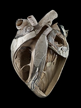 Adult cow heart.