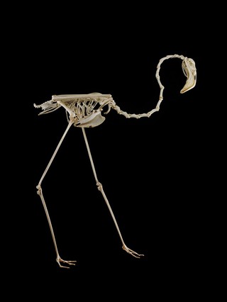 Complete skeleton of a flamingo (Phoenicopteridae). Flamingos are tall wading birds with long, delicate legs and downturned bills. They also have long, curved necks which are made up of multiple vertebrae as seen here. The flamingo is 62 cm from ground to shoulder.