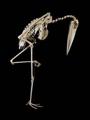 view Complete skeleton of a marabou stork