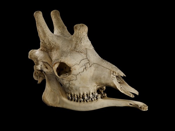 Male adult giraffe skull