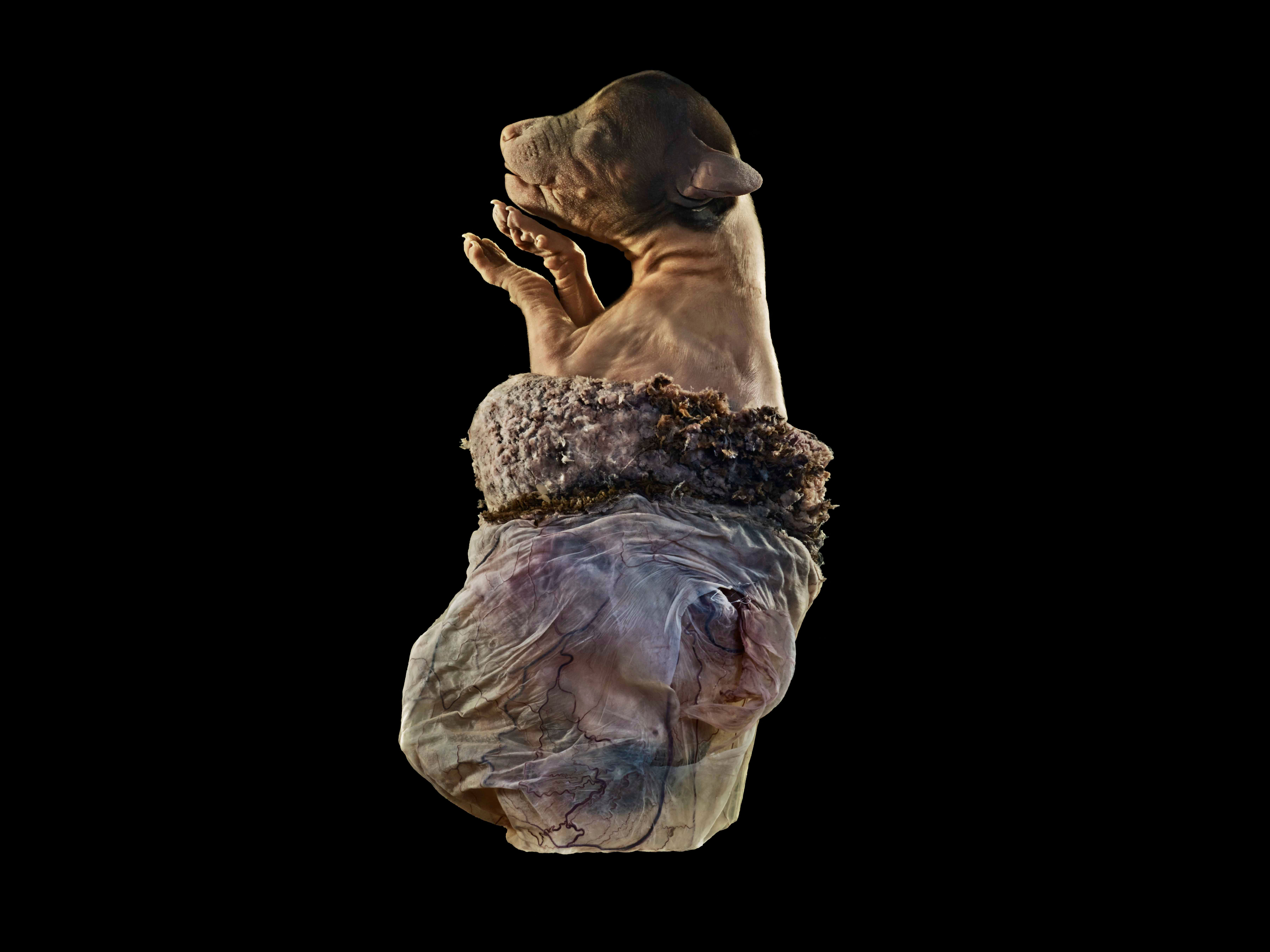 Puppy And Zonal Placenta Canine Wellcome Collection