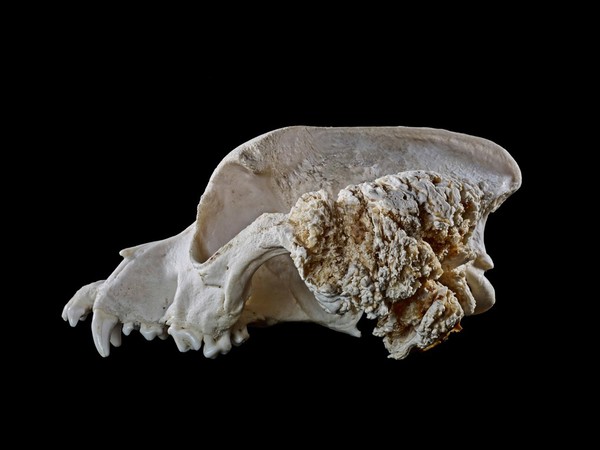 Canine skull with osteosarcoma