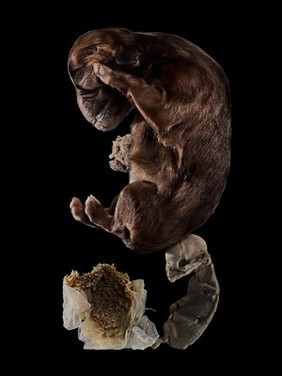 No specimen record. Waiting for info.