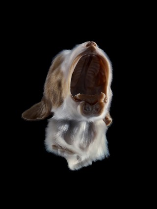 Dog (puppy) with cleft palate