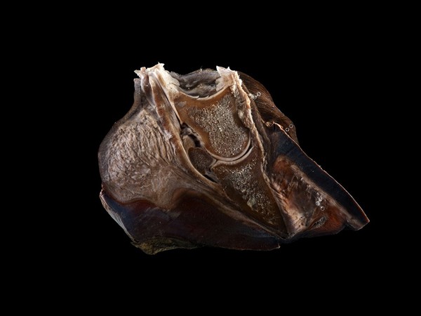 Chronic laminitis in horse hoof