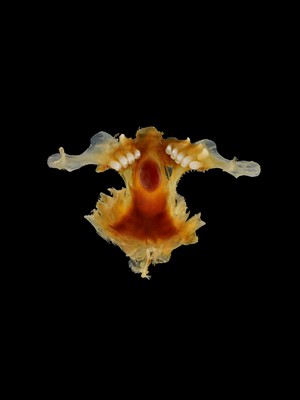 view Mouth parts of a Tench fish, photograph