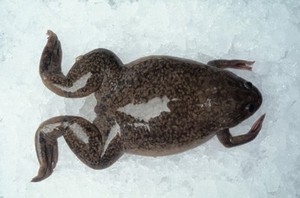 view Xenopus frog on ice awaiting removal of eggs