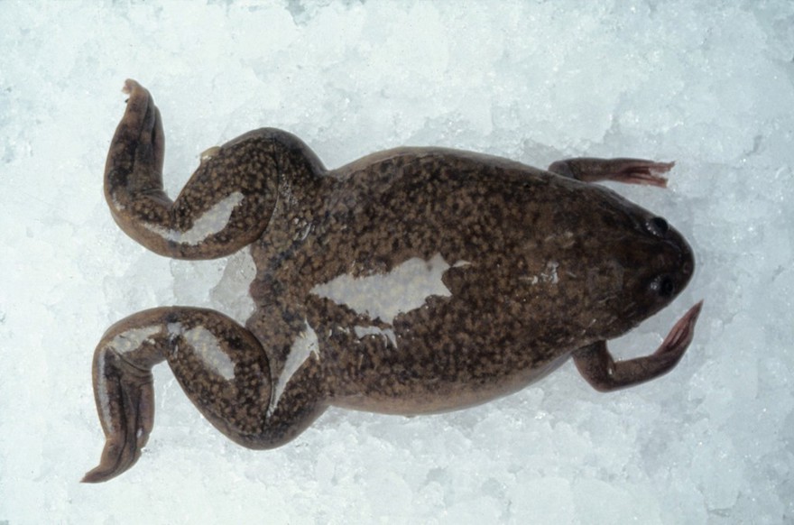 Xenopus frog on ice awaiting removal of eggs