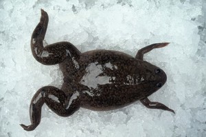 view Xenopus frog on ice awaiting removal of eggs