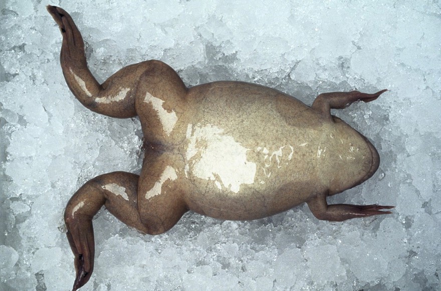 Xenopus frog on ice awaiting removal of eggs