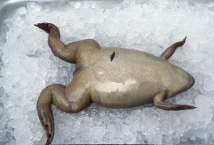 view Xenopus frog on ice awaiting removal of eggs