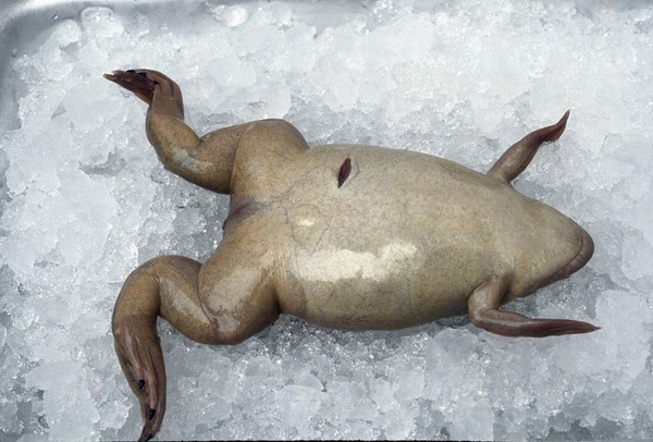 Xenopus frog on ice awaiting removal of eggs