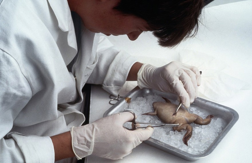 Xenopus, stitching up skin after egg removal