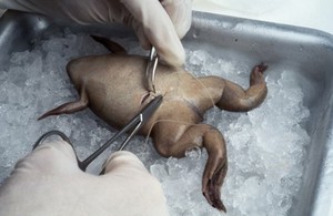 view Xenopus, stitching up skin after egg removal