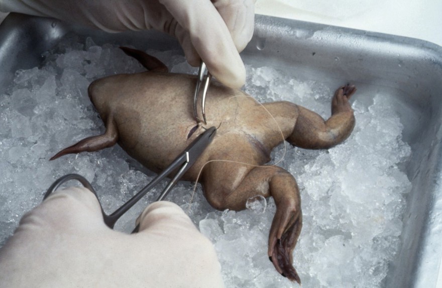 Xenopus, stitching up skin after egg removal