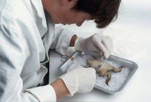 view Xenopus, stitching up skin after egg removal