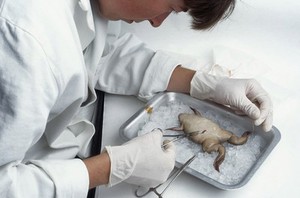 view Xenopus, stitching up skin after egg removal
