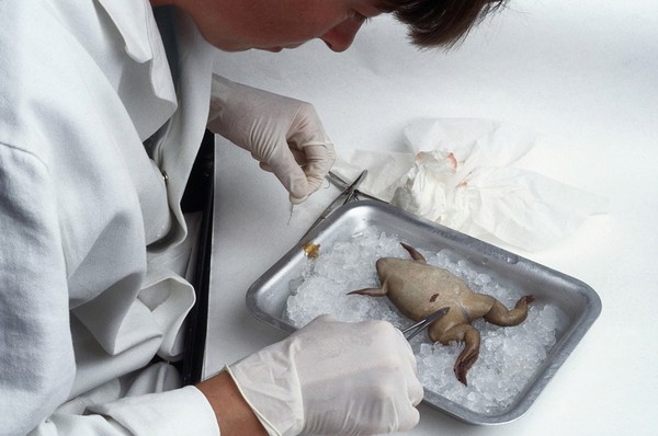 Xenopus, stitching body wall after eggs take