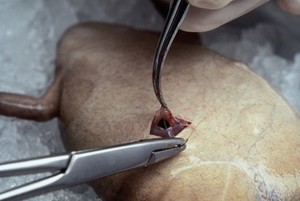 view Xenopus, stitching body wall after eggs take