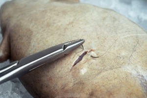 view Xenopus, stitching up skin after egg removal