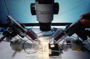 view Removing egg membrane from Xenopus