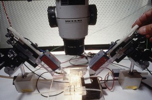 view Removing egg membrane from Xenopus