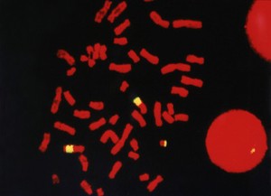 view DNA probe for human/hamster hybrid DNA