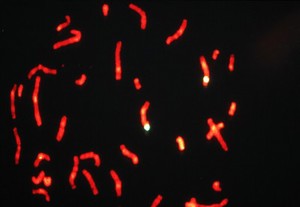 view Cosmid DNA probe for chromosome 9, human