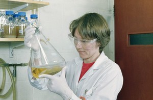 view Scientist examines bacterial culture flask